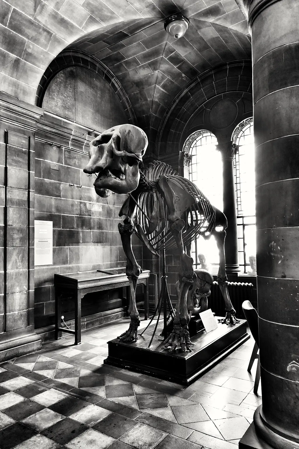Anatomical Museum in Edinburgh