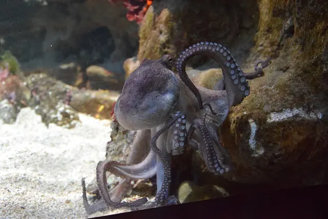Wikimedia Commons Language Aquarium de San Sebastián – Opening Hours, Tickets & Photos
