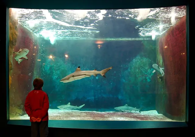 Aquarium-Muséum in Liegi