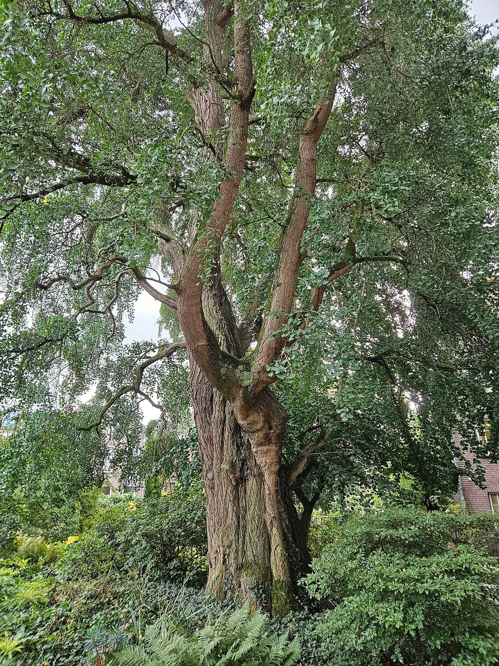 Botanische Tuinen Universiteit Utrecht – Foto 2 van 4