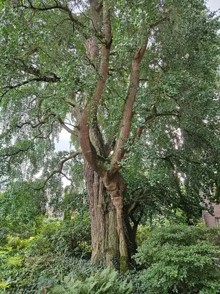 Botanische Tuinen Universiteit Utrecht – Foto 2 van 4
