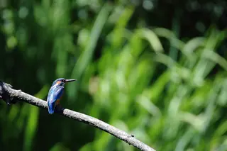 Centre-Nature BirdLife de La Sauge in Cudrefin – Photo 2 sur 5