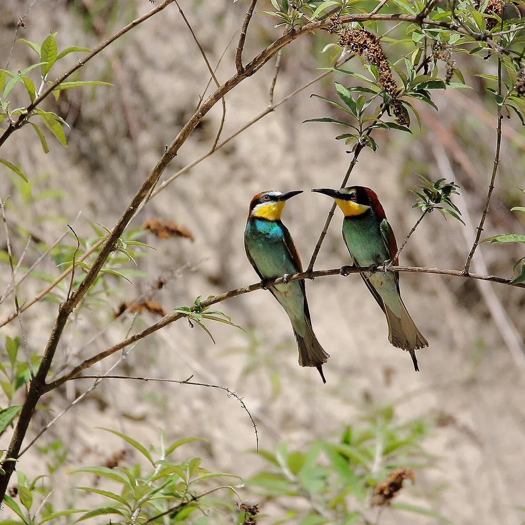 Centre-Nature BirdLife de La Sauge in Cudrefin – Photo 3 sur 5