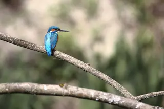 Centre-Nature BirdLife de La Sauge in Cudrefin – Photo 1 sur 5