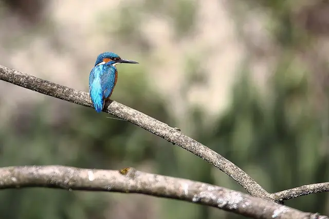 Centre-Nature BirdLife de La Sauge in Cudrefin