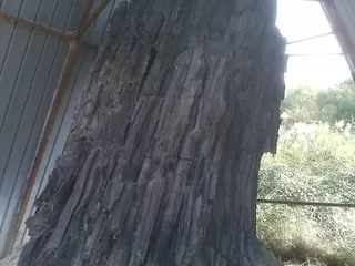 Foresta Fossile di Dunarobba in Avigliano Umbro
