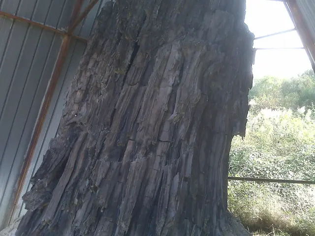 Foresta Fossile di Dunarobba in Avigliano Umbro