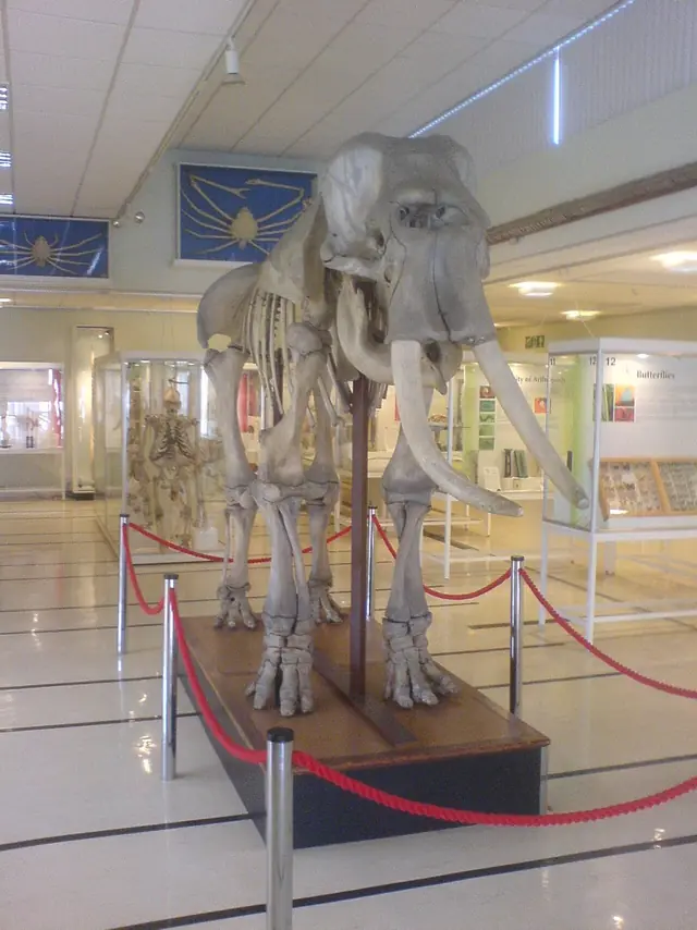 Cole Museum of Zoology in Reading