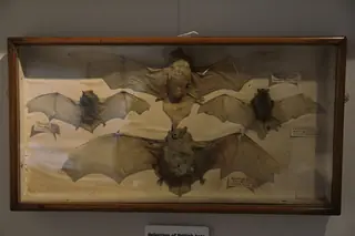 Portsmouth Natural History Museum in Southsea – Bild 3 von 5