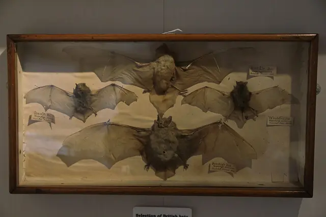 Portsmouth Natural History Museum in Southsea – Bild 3 von 5