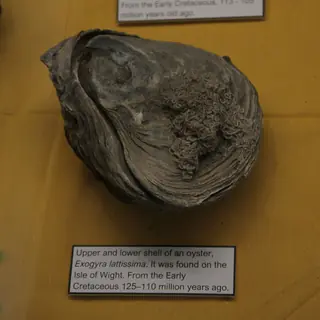Portsmouth Natural History Museum in Southsea – Bild 5 von 5