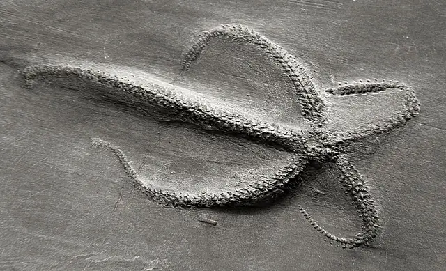 Hunsrück-Fossilienmuseum Bundenbach