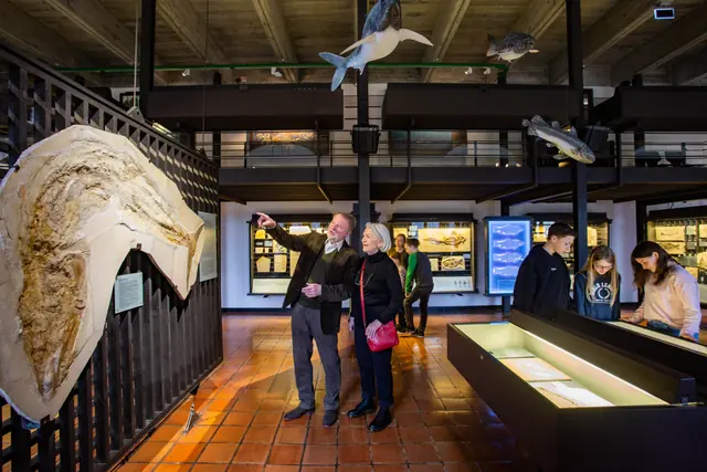 Jura-Museum in Eichstätt
