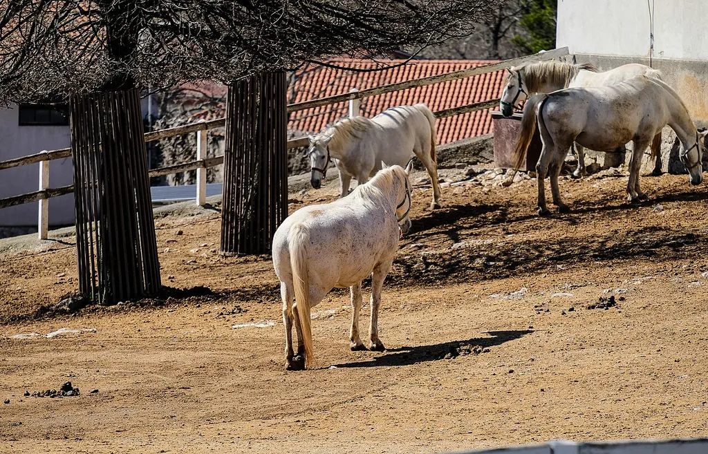 Kobilarna Lipica – Photo 4 of 8