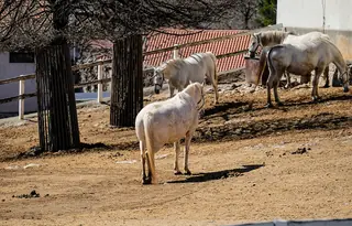 Kobilarna Lipica – Photo 4 of 8