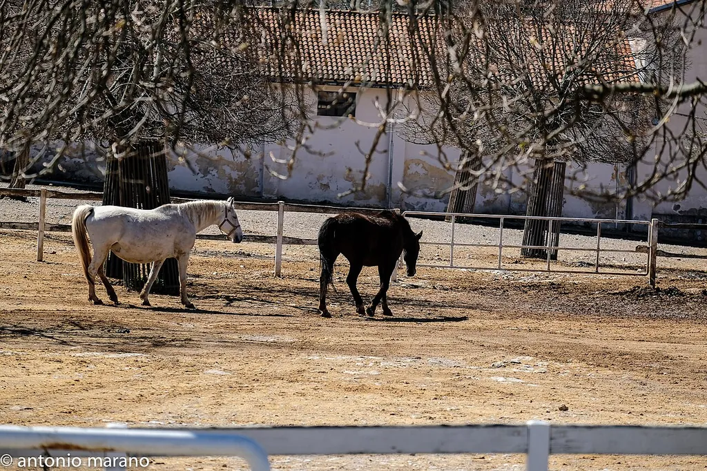 Kobilarna Lipica – Photo 5 of 8