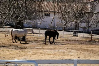 Kobilarna Lipica – Photo 5 of 8