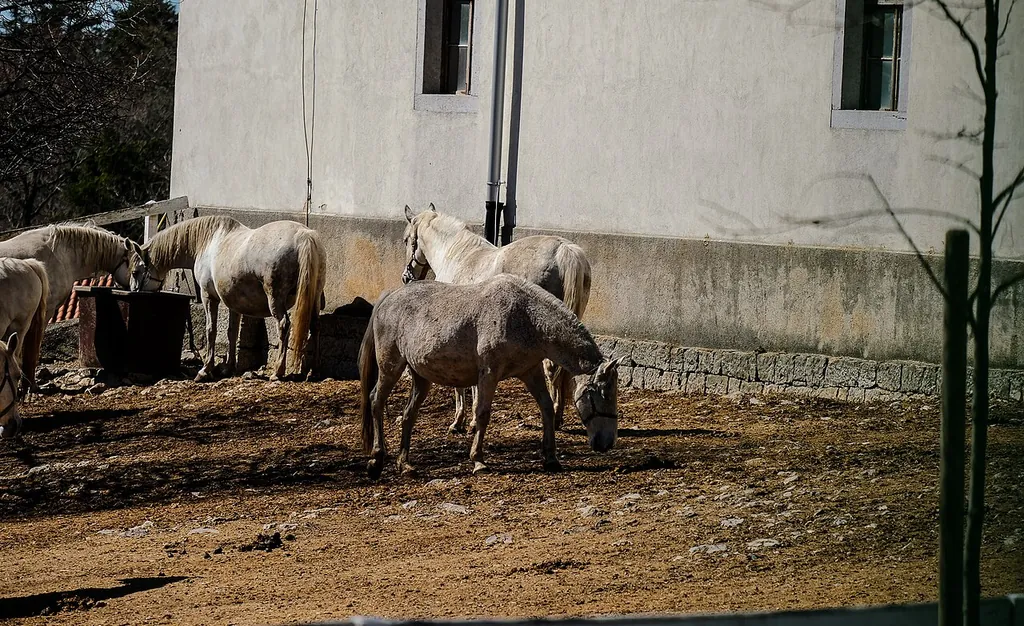 Kobilarna Lipica – Photo 8 of 8