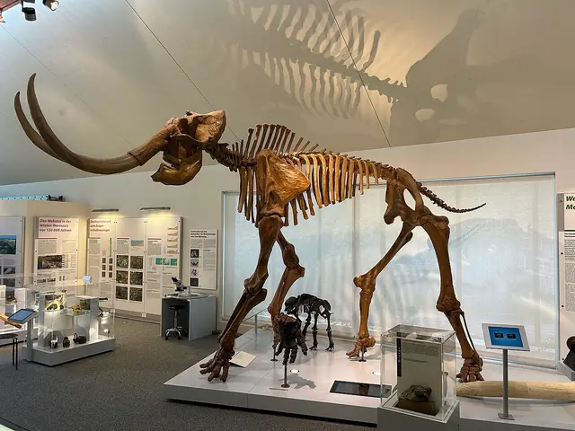 Mammutmuseum Niederweningen – Photo 4 sur 5
