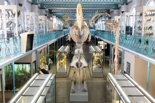 Musée d'Histoire naturelle de Lille
