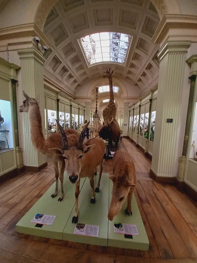 Musée d'Histoire naturelle et Vivarium in Tournai