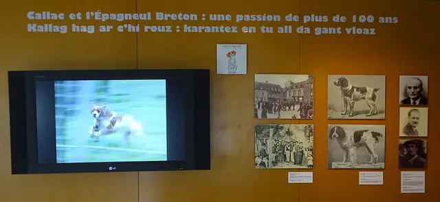 Maison de l’Épagneul Breton in Callac