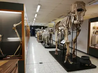 Muséum de Zoologie et d’Anthropologie de l’ULB in Bruxelas