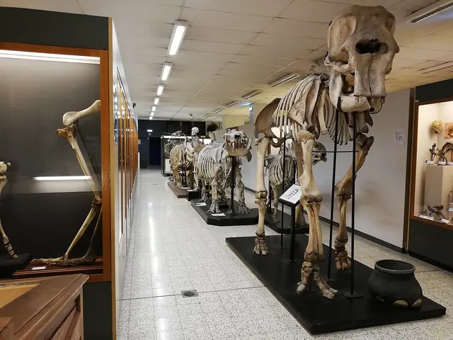 Muséum de Zoologie et d’Anthropologie de l’ULB in Bruxelles