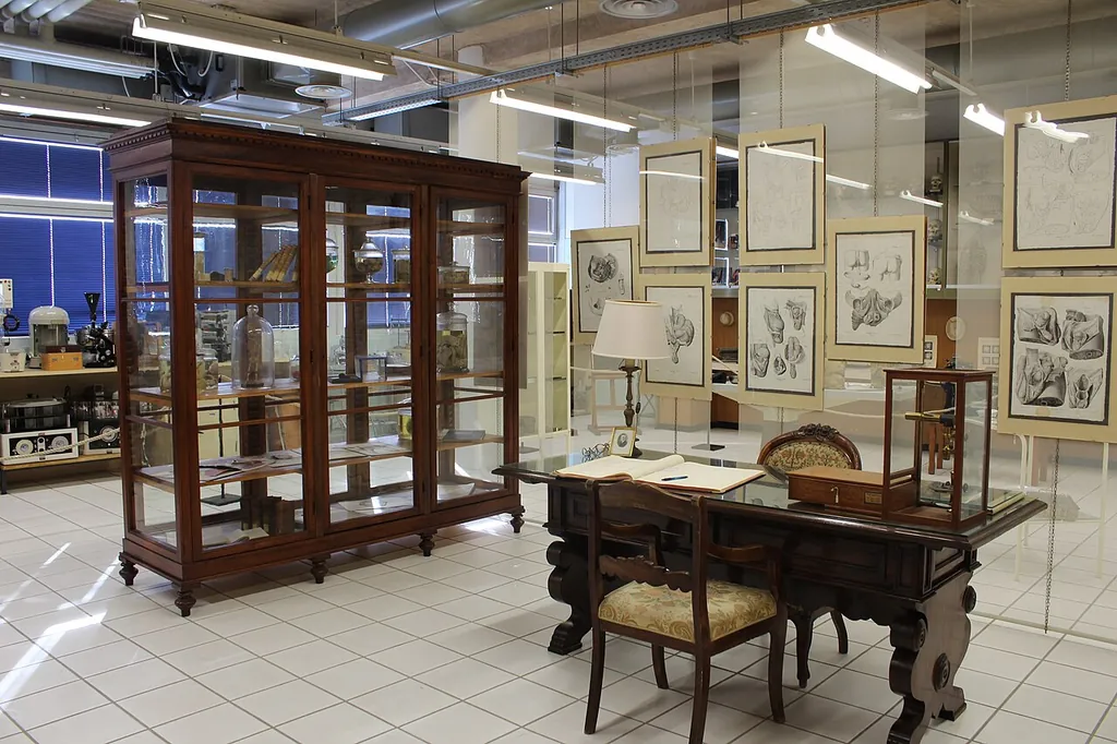 Museo anatomico "Leonetto Comparini" in Siena