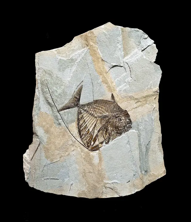 Museo dei fossili di Bolca in Vestenanova