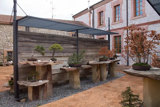 Museo del Bonsái de Villagonzalo Pedernales