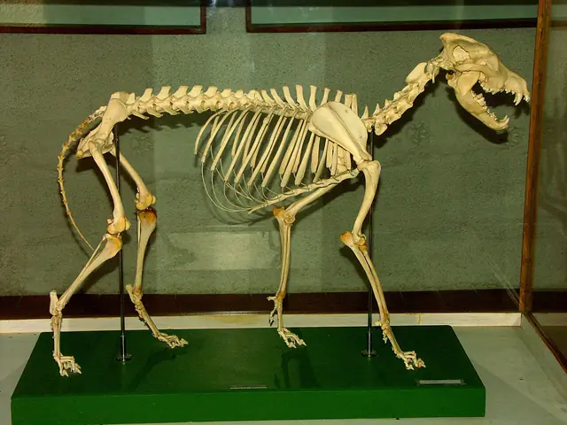 Museo del Lupo Appenninico in Civitella Alfedena