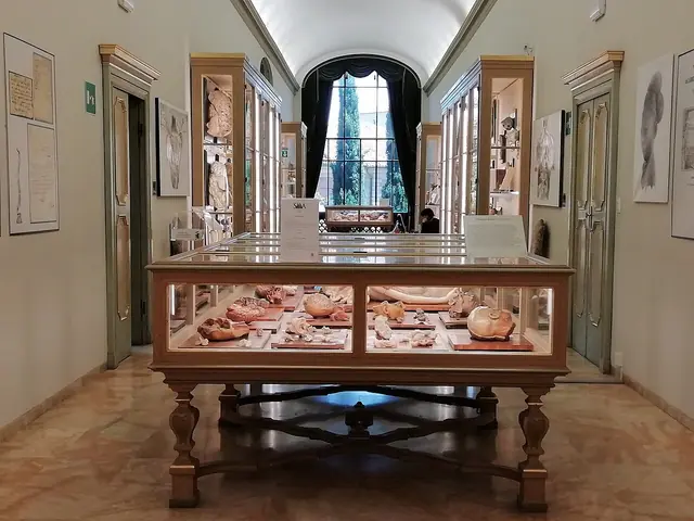 Collezione delle Cere Anatomiche «Luigi Cattaneo» in Bologna