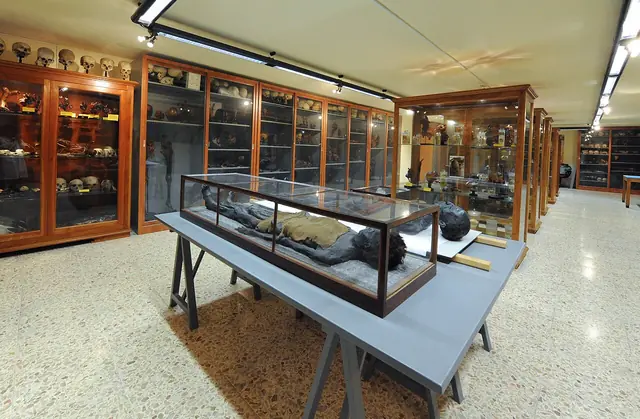 Museo di Anatomia Umana "Filippo Civinini" in Pisa