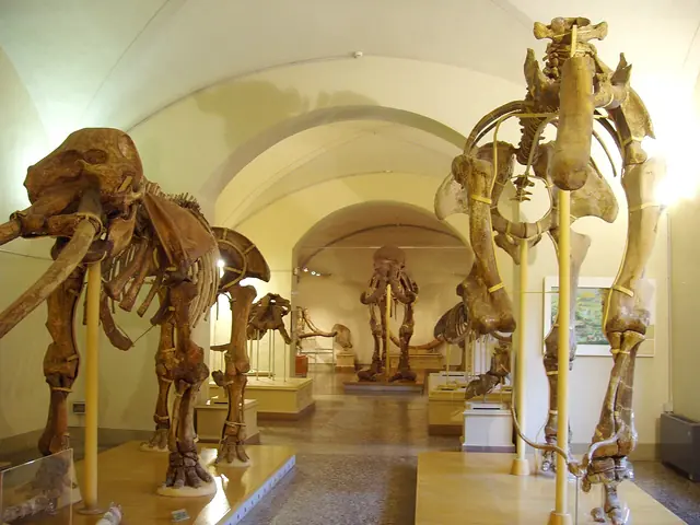 Museo di Geologia e Paleontologia in Florencia