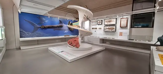 Kosmos – Museo di Storia Naturale in Pavia – Photo 2 of 3