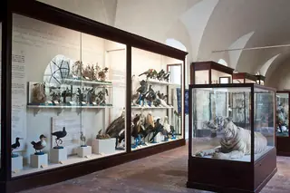 Museo di Storia Naturale dell'Università di Pisa in Calci – Foto 2 di 6
