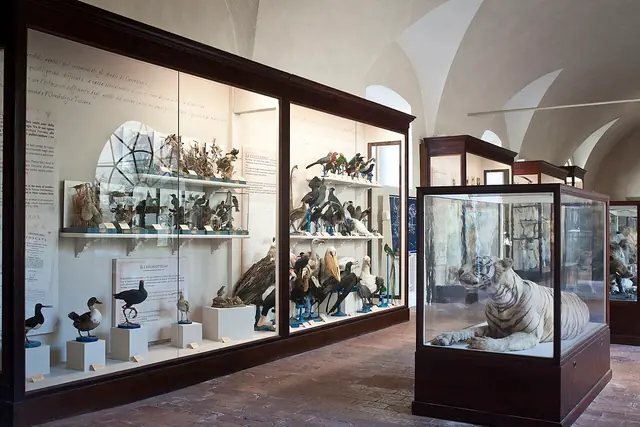 Museo di Storia Naturale dell'Università di Pisa in Calci – Foto 2 di 6