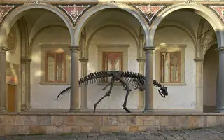Museo di Storia Naturale dell'Università di Pisa in Calci – Foto 3 di 6