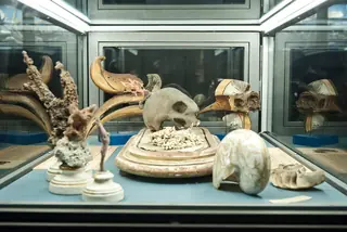 Museo di Storia Naturale dell'Università di Pisa in Calci – Foto 4 di 6