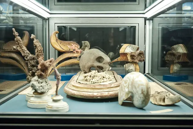 Museo di Storia Naturale dell'Università di Pisa in Calci – Foto 4 di 6