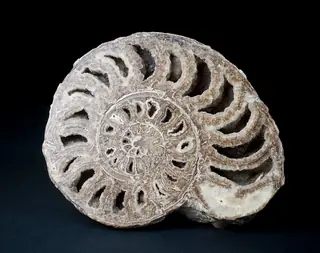 Museo di Storia Naturale dell'Università di Pisa in Calci – Foto 5 di 6