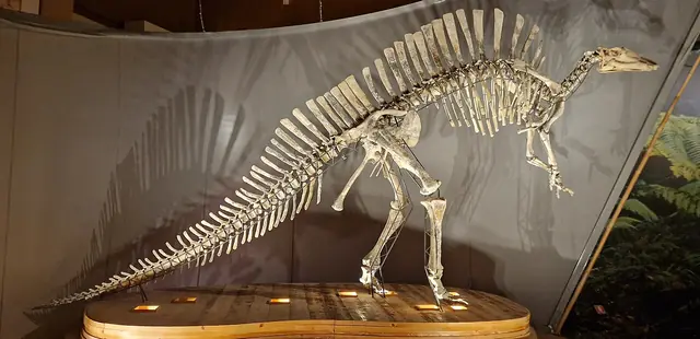 Museo di storia naturale di Venezia Giancarlo Ligabue in Venice – Photo 2 of 3