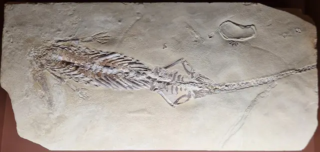 Museo di storia naturale di Venezia Giancarlo Ligabue in Venice – Photo 3 of 3