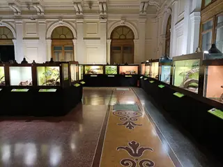 Museo di Storia Naturale Giacomo Doria in Genua – Bild 4 von 8