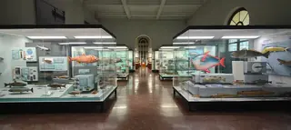 Museo di Storia Naturale Giacomo Doria in Genua – Bild 5 von 8