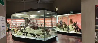Museo di Storia Naturale Giacomo Doria in Genua – Bild 6 von 8
