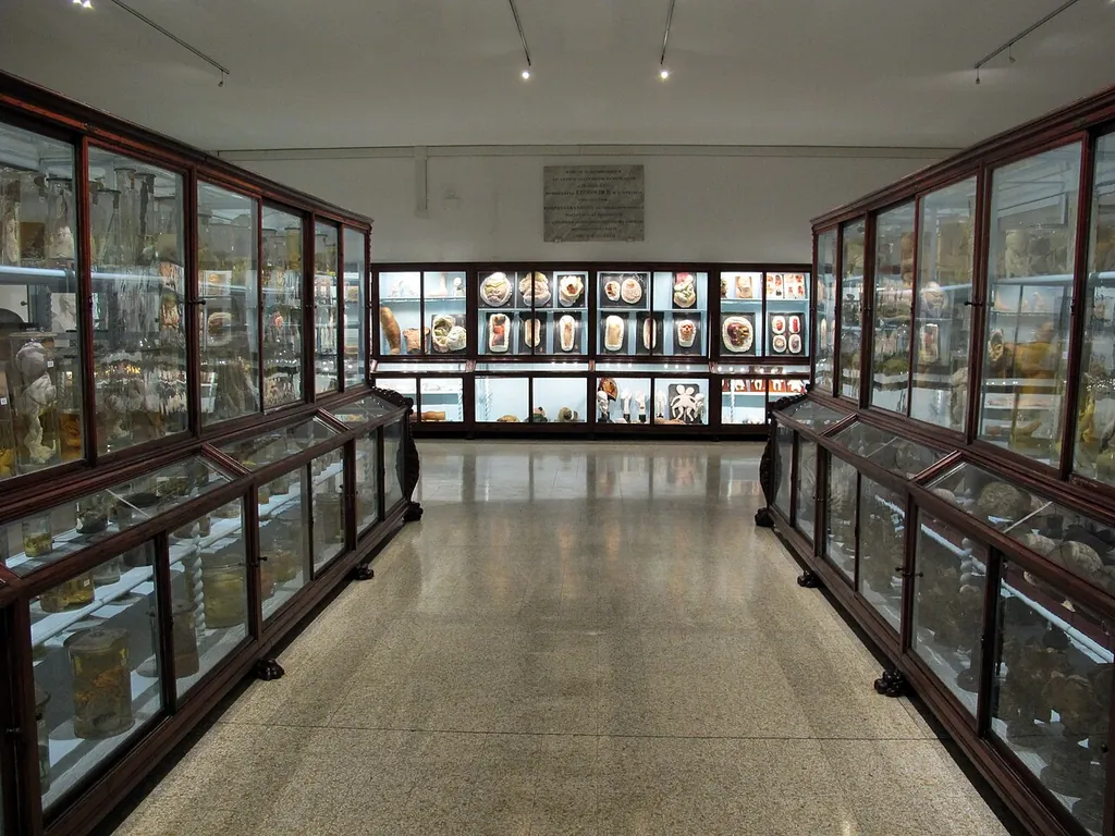 Museo di storia naturale sezione biomedica in Florence