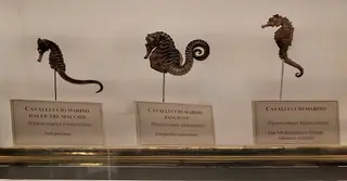 Museo di Storia Naturale – La Specola in Florence – Photo 5 of 8
