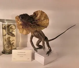 Museo di Storia Naturale – La Specola in Florence – Photo 7 of 8